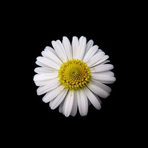 Meet your Posher, Daisy